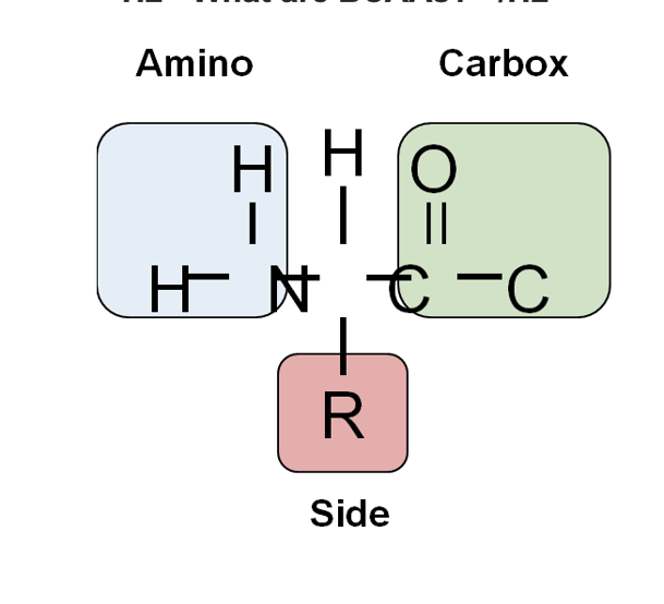 What Do BranchedChain Amino Acids (BCAAs) Do?